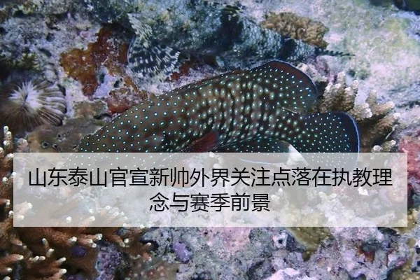 山东泰山官宣新帅外界关注点落在执教理念与赛季前景